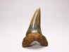 shark tooth: ISURUS RETROFLEXUS,  Miocene, Belgium