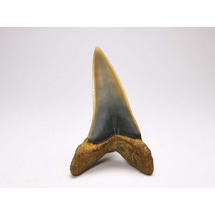 shark tooth: ISURUS RETROFLEXUS,  Miocene, Belgium