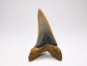 shark tooth: ISURUS RETROFLEXUS,  Miocene, Belgium