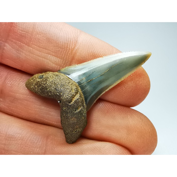 dent de requin: ISURUS RETROFLEXUS - Miocène - Belgique