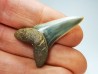 shark tooth: ISURUS RETROFLEXUS,  Miocene, Belgium