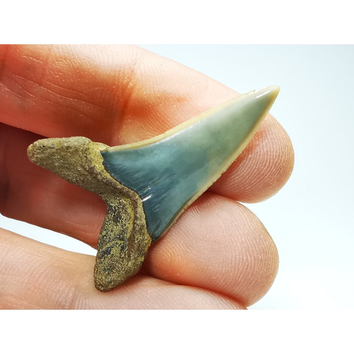 shark tooth: ISURUS RETROFLEXUS,  Miocene, Belgium