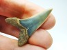 dent de requin: ISURUS RETROFLEXUS - Miocène - Belgique