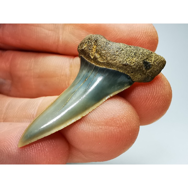 dent de requin: ISURUS RETROFLEXUS - Miocène - Belgique