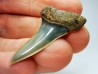 shark tooth: ISURUS RETROFLEXUS,  Miocene, Belgium