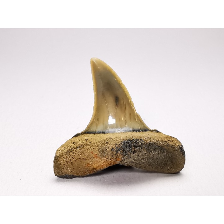 shark tooth: ISURUS RETROFLEXUS,  Miocene, Belgium
