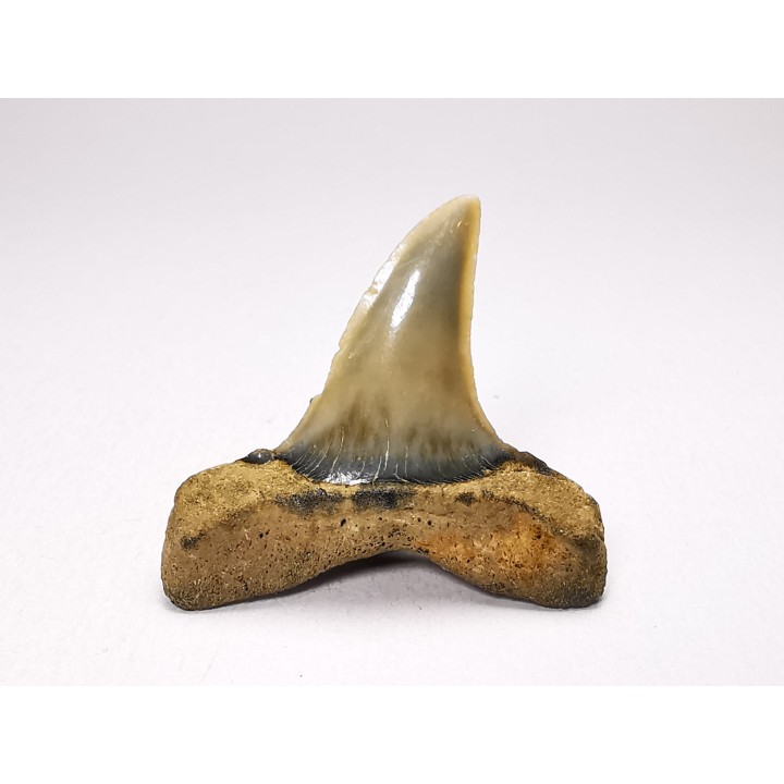 shark tooth: ISURUS RETROFLEXUS,  Miocene, Belgium
