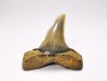 shark tooth: ISURUS RETROFLEXUS,  Miocene, Belgium