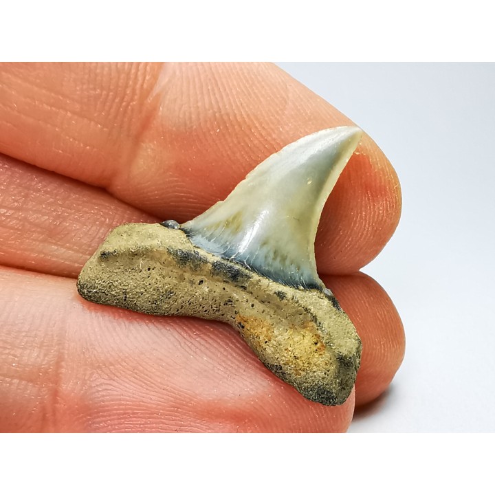dent de requin: ISURUS RETROFLEXUS - Miocène - Belgique