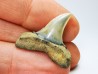 dent de requin: ISURUS RETROFLEXUS - Miocène - Belgique