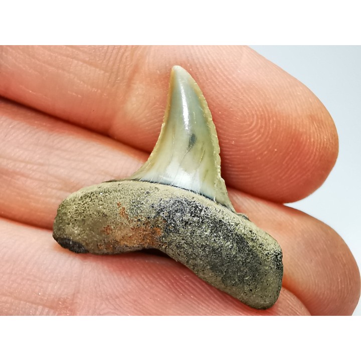 dent de requin: ISURUS RETROFLEXUS - Miocène - Belgique