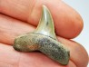 dent de requin: ISURUS RETROFLEXUS - Miocène - Belgique