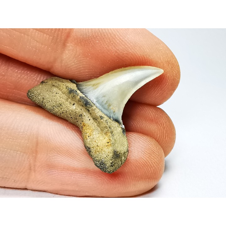 shark tooth: ISURUS RETROFLEXUS,  Miocene, Belgium