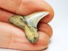 shark tooth: ISURUS RETROFLEXUS,  Miocene, Belgium