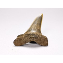 shark tooth: ISURUS RETROFLEXUS,  Miocene, Belgium