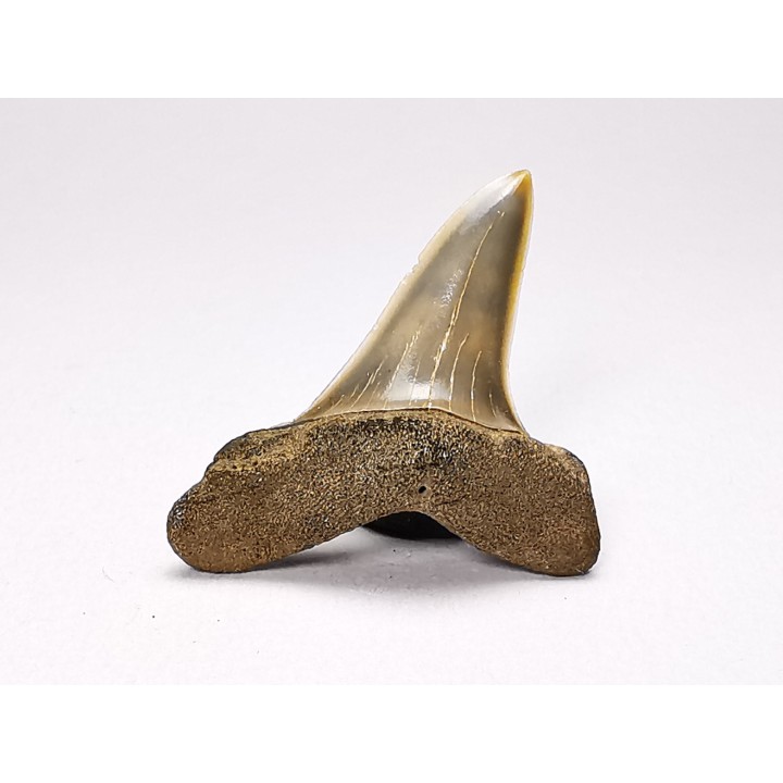 shark tooth: ISURUS RETROFLEXUS,  Miocene, Belgium