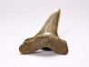shark tooth: ISURUS RETROFLEXUS,  Miocene, Belgium