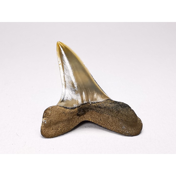 shark tooth: ISURUS RETROFLEXUS,  Miocene, Belgium
