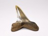 dent de requin: ISURUS RETROFLEXUS - Miocène - Belgique