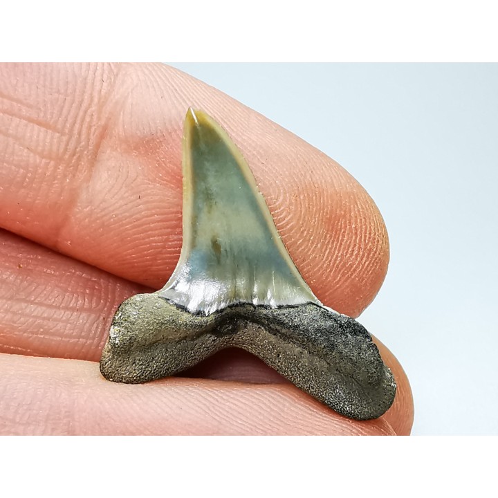 dent de requin: ISURUS RETROFLEXUS - Miocène - Belgique
