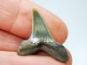 shark tooth: ISURUS RETROFLEXUS,  Miocene, Belgium