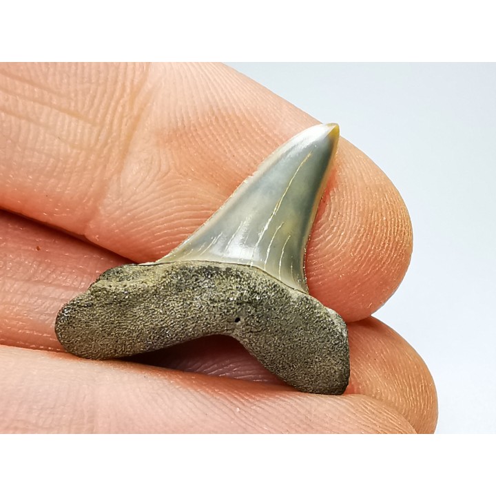shark tooth: ISURUS RETROFLEXUS,  Miocene, Belgium