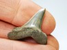 shark tooth: ISURUS RETROFLEXUS,  Miocene, Belgium