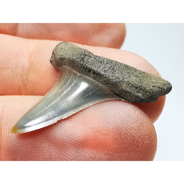 dent de requin: ISURUS RETROFLEXUS - Miocène - Belgique