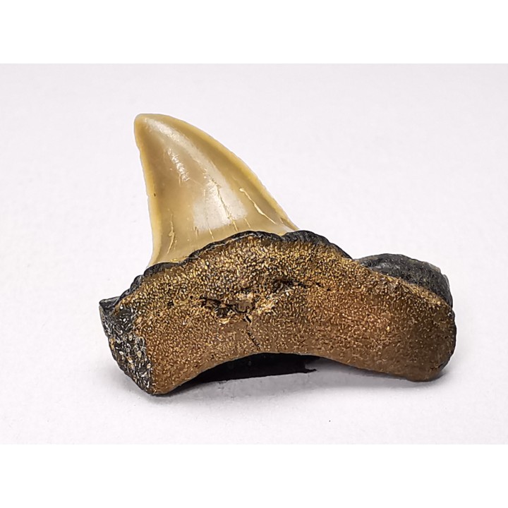 shark tooth: ISURUS RETROFLEXUS,  Miocene, Belgium