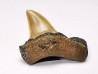 shark tooth: ISURUS RETROFLEXUS,  Miocene, Belgium