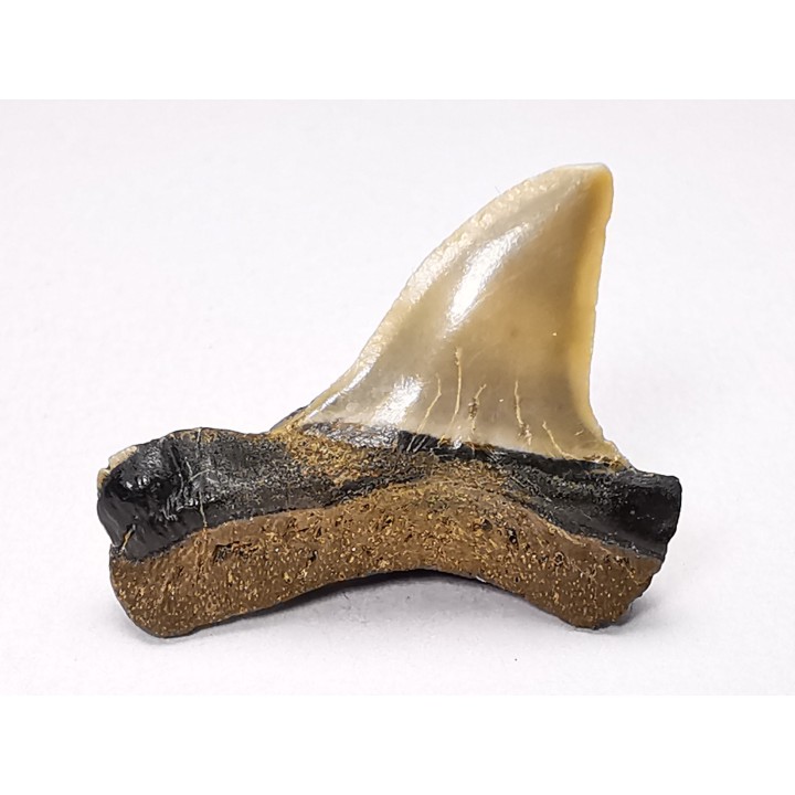 dent de requin: ISURUS RETROFLEXUS - Miocène - Belgique