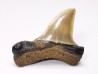shark tooth: ISURUS RETROFLEXUS,  Miocene, Belgium