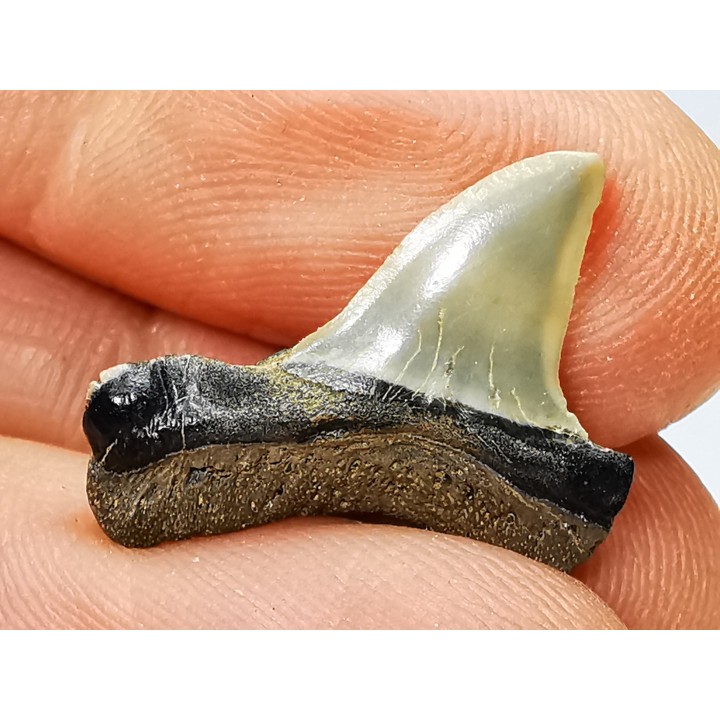 dent de requin: ISURUS RETROFLEXUS - Miocène - Belgique
