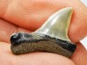 shark tooth: ISURUS RETROFLEXUS,  Miocene, Belgium