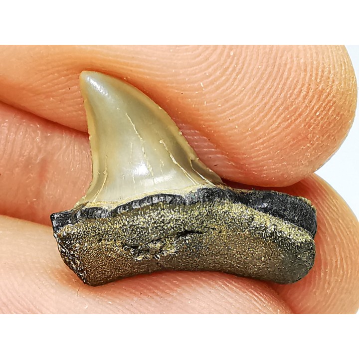 dent de requin: ISURUS RETROFLEXUS - Miocène - Belgique