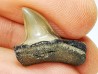 dent de requin: ISURUS RETROFLEXUS - Miocène - Belgique