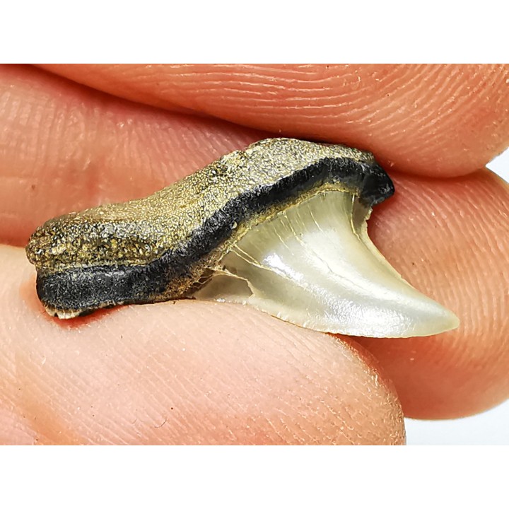 shark tooth: ISURUS RETROFLEXUS,  Miocene, Belgium