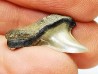 dent de requin: ISURUS RETROFLEXUS - Miocène - Belgique