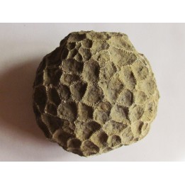 disphyllia wangi (2)