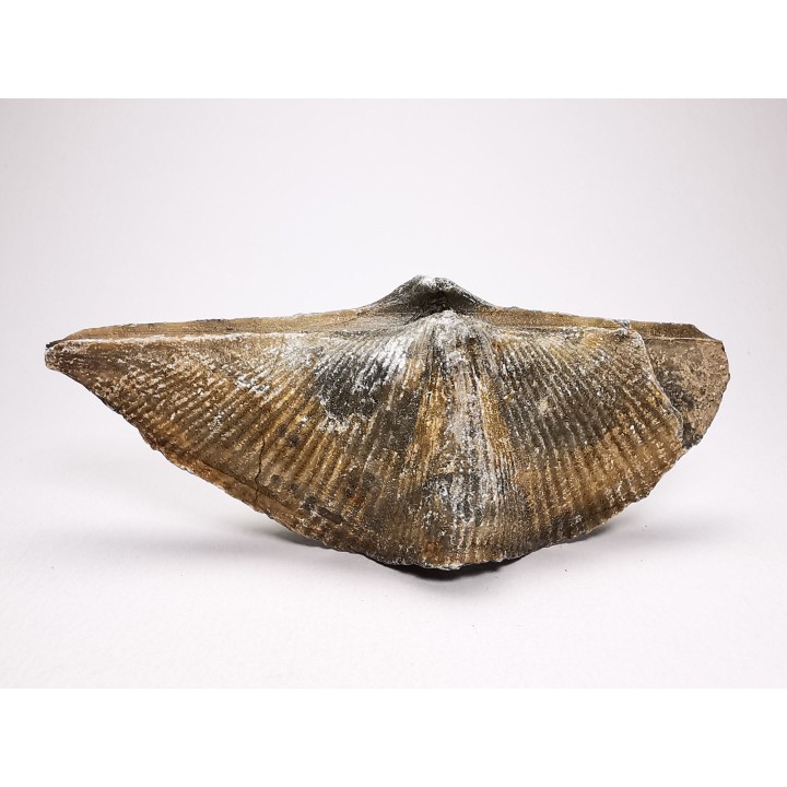 Cyrtospirifer grabaui - Late Devonian - Barvaux - Belgium