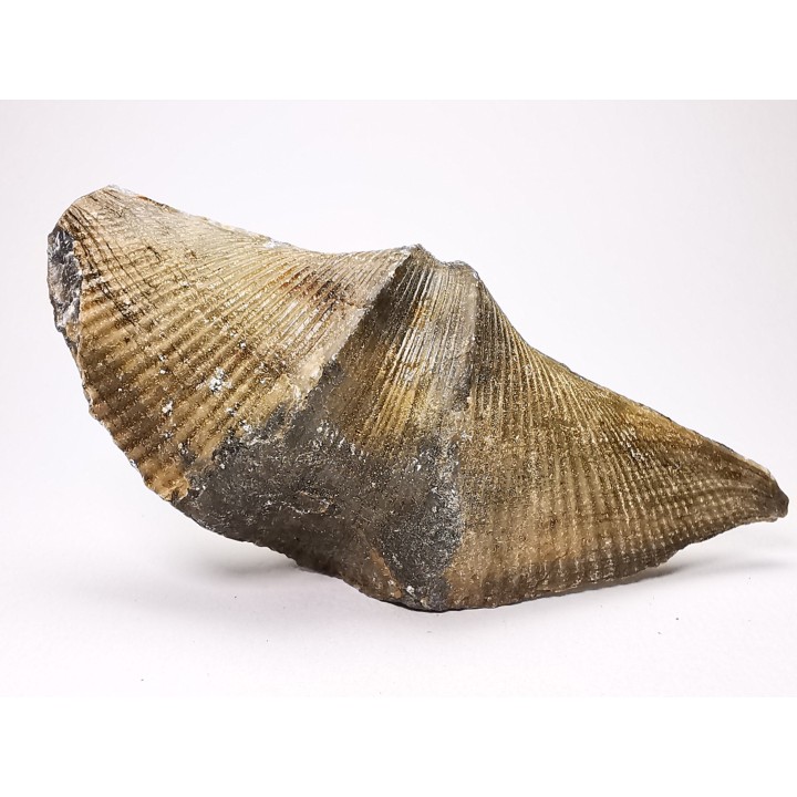 Cyrtospirifer grabaui - Late Devonian - Barvaux - Belgium