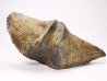 Cyrtospirifer grabaui - Late Devonian - Barvaux - Belgium