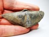 Cyrtospirifer grabaui - Dévonien Supérieur - Barvaux, Belgique