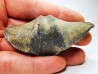 Cyrtospirifer grabaui - Late Devonian - Barvaux - Belgium