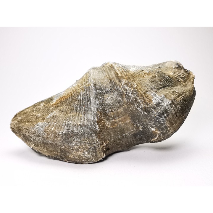 Cyrtospirifer grabaui - Late Devonian - Barvaux - Belgium