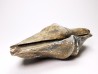 Cyrtospirifer grabaui - Late Devonian - Barvaux - Belgium