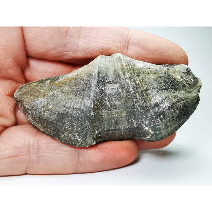 Cyrtospirifer grabaui - Late Devonian - Barvaux - Belgium