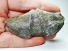 Cyrtospirifer grabaui - Late Devonian - Barvaux - Belgium