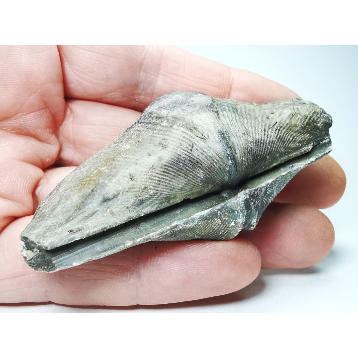 Cyrtospirifer grabaui - Late Devonian - Barvaux - Belgium