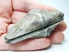 Cyrtospirifer grabaui - Late Devonian - Barvaux - Belgium